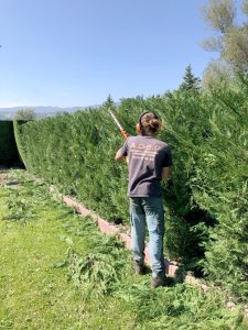 L’entretien estival des haies et arbustes