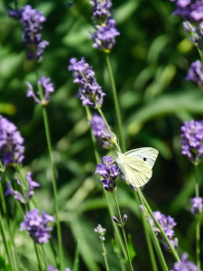 Comment attirer les papillons dans votre jardin ?