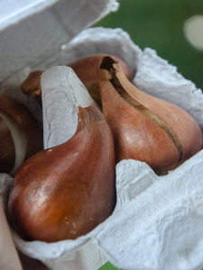 Bulbes tulipes