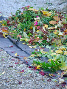 Récolter et utiliser les feuilles mortes