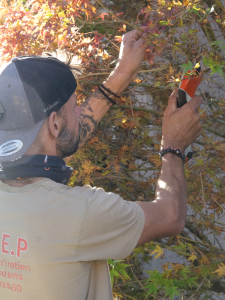 arbustes en taille paysagiste