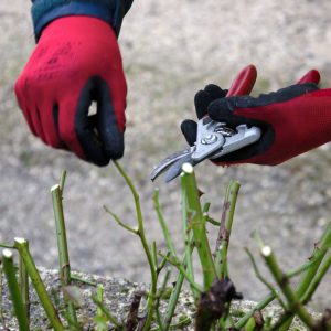 Résolutions pour votre jardin en 2026